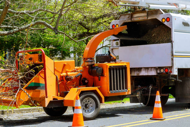 Best Leaf Removal  in Trenton, IL