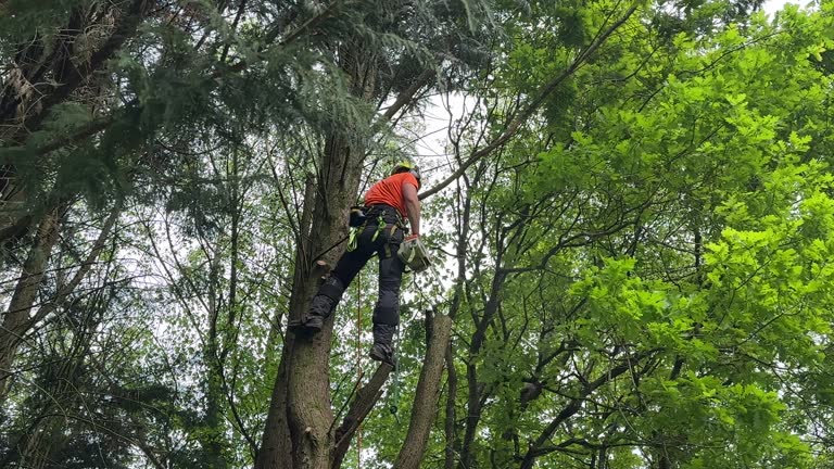 How Our Tree Care Process Works  in  Trenton, IL