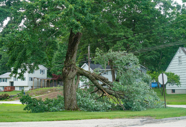 Best Tree Cabling and Bracing  in Trenton, IL