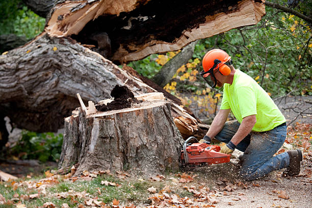 Best Soil Testing and Treatment  in Trenton, IL