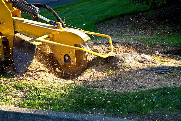 Best Commercial Tree Services  in Trenton, IL