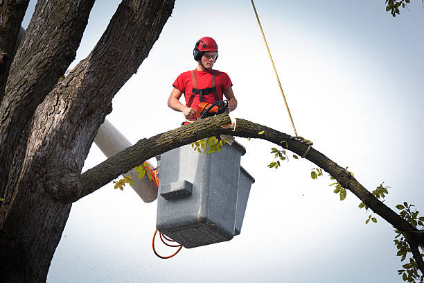 Best Palm Tree Trimming  in Trenton, IL