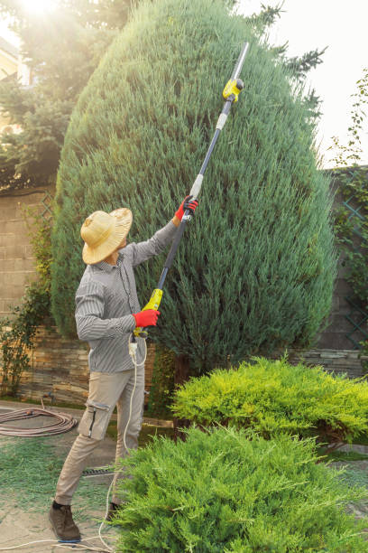Best Lawn Grading and Leveling  in Trenton, IL