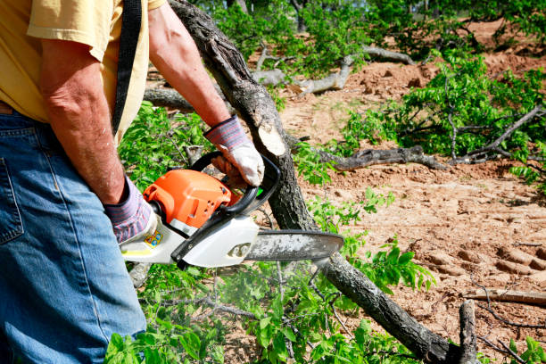 Best Hazardous Tree Removal  in Trenton, IL
